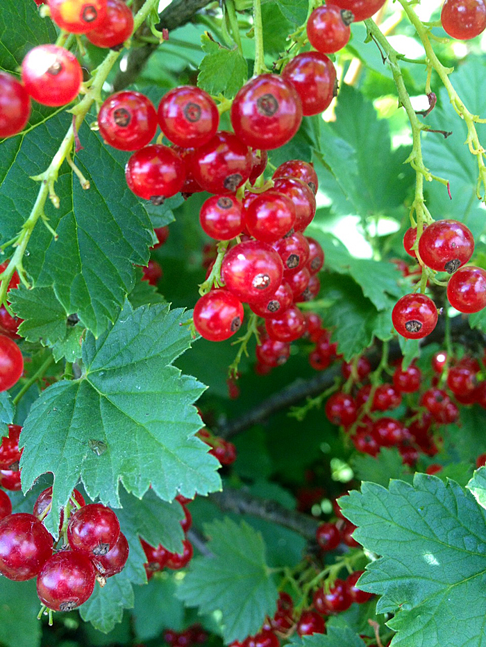 red-currant-bush